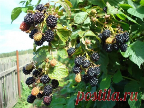 Ежевика сорт Рубен: описание, фото, отзывы, секреты посадки и ухода