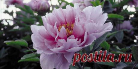 Как туалетная бумага поможет при посадке растений