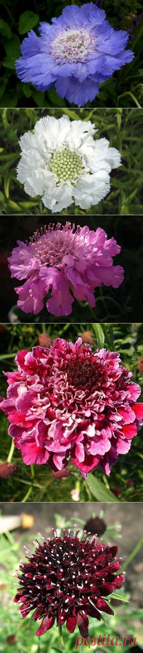 Скабиоза или “Знакомая незнакомка” | Самоцветик