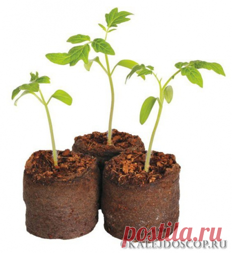 Нетрадиционные способы выращивания рассады | Калейдоскоп