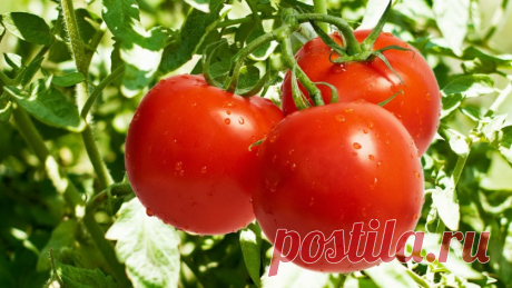 Чем подкормить помидоры в теплице — 6 соток