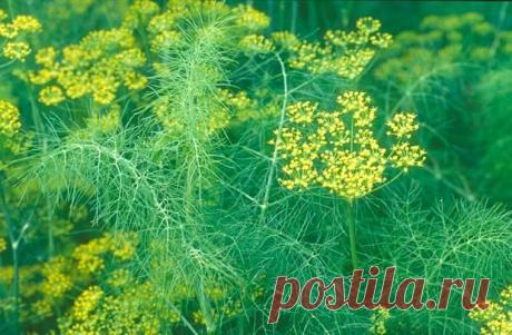 Чтобы укроп не был сорняком