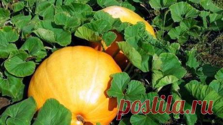 Позаботимся о тыкве | ОГОРОДНИЦА ЮЛИАННА | Яндекс Дзен