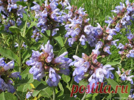 Шалфей лекарственный, народные рецепты