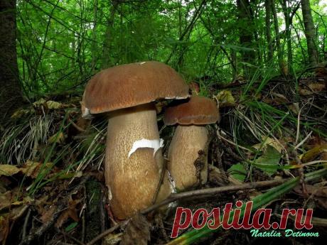 Белые генералы грибного воинства | Это грибы! | Яндекс Дзен