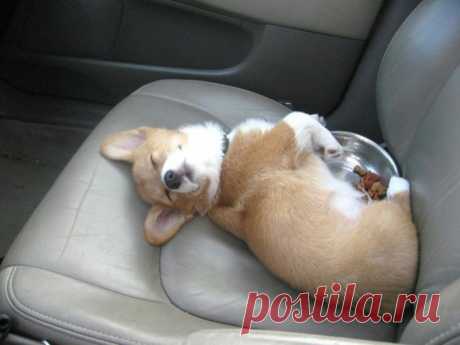 Забавные первые разы из жизни милых щенков