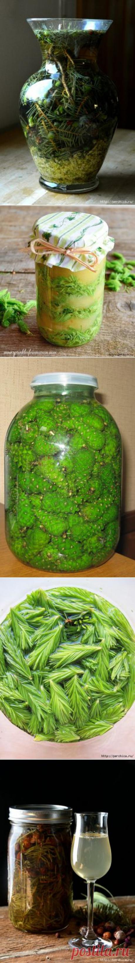 Целительные хвойные напитки-много чудодейственных рецептов