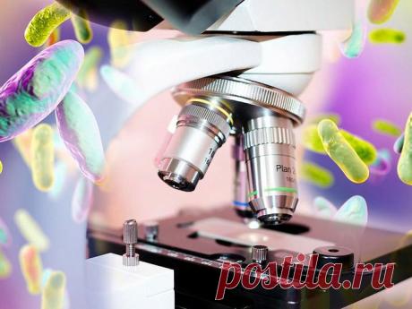 Морфология бактерий: что можно увидеть в световой микроскоп? Формы, размеры и структуры