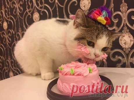 «Ни стыда, ни совести!» 30 фото самых обнаглевших морд Иногда кажется, что животные могут быть не менее наглыми, чем люди, и что у них совсем нет совести.
Эти 30 фото — лучшее тому подтверждение!
Воришки, шкодники, и просто наглецы во всей свой красе, к...