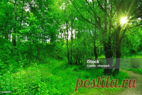 Весенний Лес В Солнечный День — стоковые фотографии и другие картинки Pinaceae - Pinaceae, Без людей, Весна - iStock