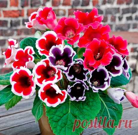 Глоксиния: уход в домашних условиях, размножение и пересадка Глоксиния (Gloxinia) является представителем семейства Геснериевые. Это растение было так названо в честь эльзасского ботаника и врача Беньямина Петера Глоксина. Это цветущее растение представлено полукустарниками и тропическими травянистыми многолетниками.