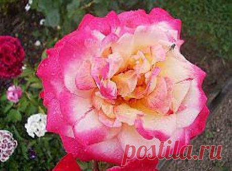 (77) Одноклассники