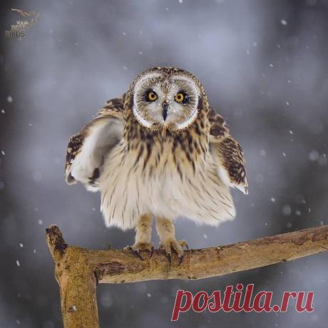 Совы - совушки ...