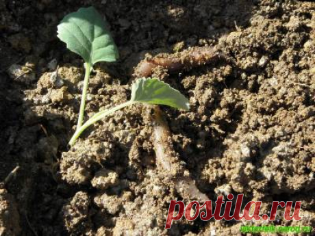 Карельский Сад - Сидерация почвы