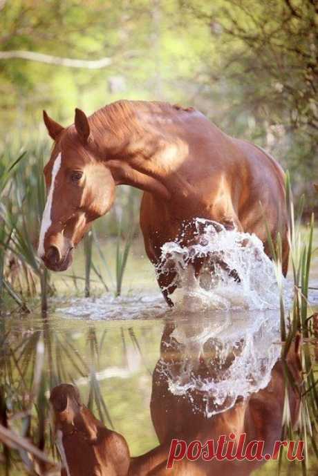 Залюбовалась лошадками! Слушайте с детьми грустную песню про лошадей - "Глория" vk.com/mycontriver?w=wall-38318713_6072