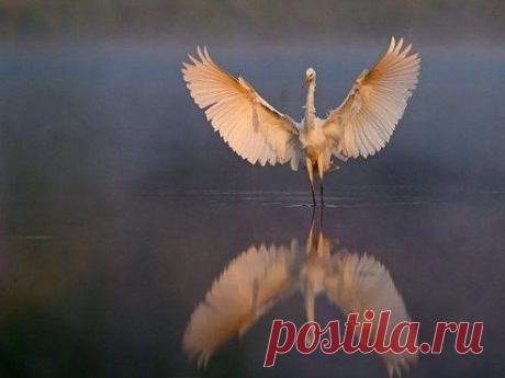 Людям невозможно дать чужие крылья — они должны вырастить свои.