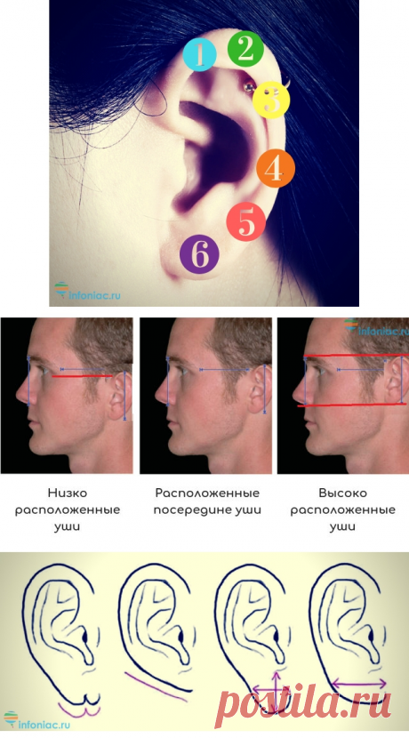 Уши – зеркало вашего характера и здоровья. Что они расскажут о вас?