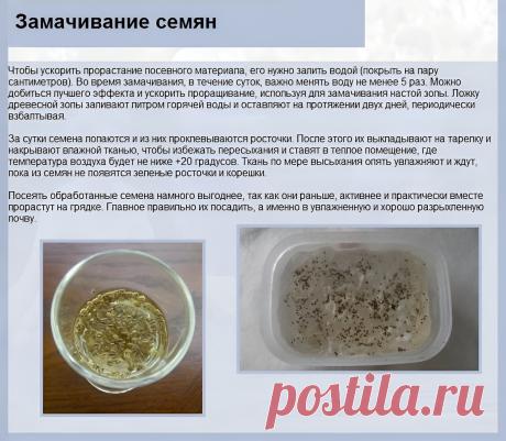 Замачивание семян