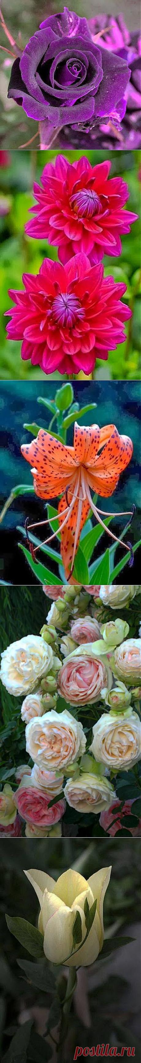 Alaaddin BOZKIR – Google+