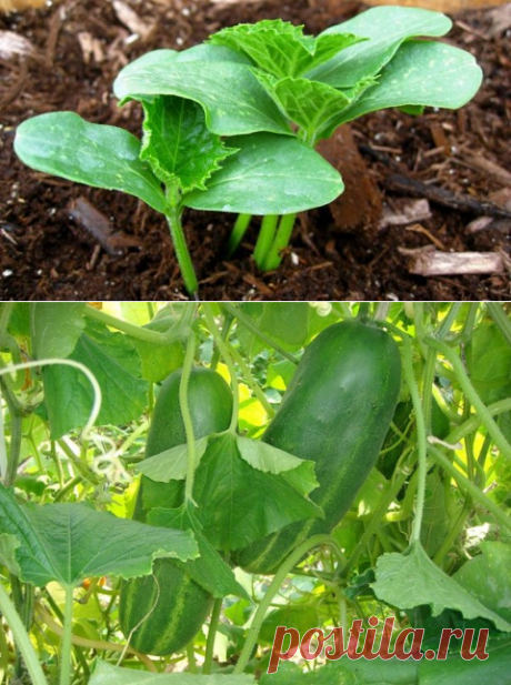 Рецепт от всех болезней огурцов.