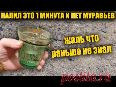 МУРАВЬИ БОЯТСЯ ТОЛЬКО ЭТО, СРАЗУ УЙДУТ НАВСЕГДА! БЫСТРЫЙ СПОСОБ КАК ИЗБАВИТЬСЯ ОТ МУРАВЬЕВ