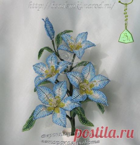 biser.info_8424_kolokolchiki-melodija-sada_1331572864.jpg (579×600)