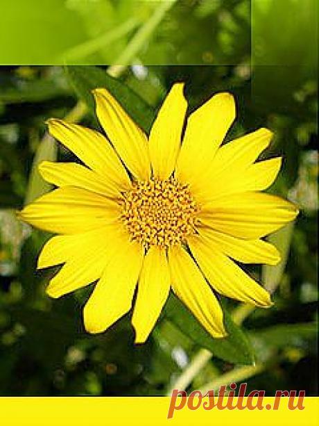 частичка солнышка