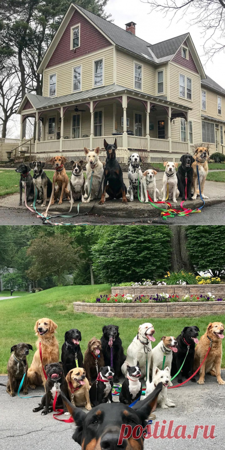 В Нью-Йоркской службе по выгулу собак делают крутейшие групповые фото своих подопечных