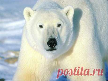 хищники животные -