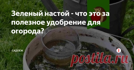 Зеленый настой - что это за полезное удобрение для огорода? Многие спрашивают об этом чудо-ингредиенте в рецепте подкормки клубники. Рассказываю как приготовить