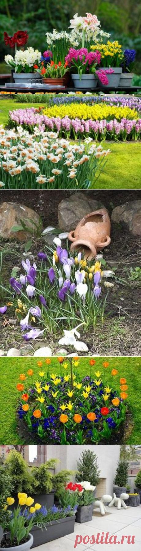 Весенние цветы из луковиц для украшения сада — 6 соток