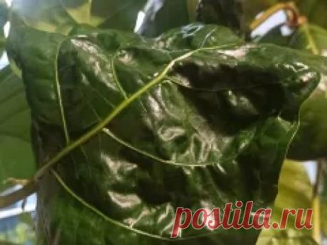 Паспорт растения: Моринда цитрусолистная