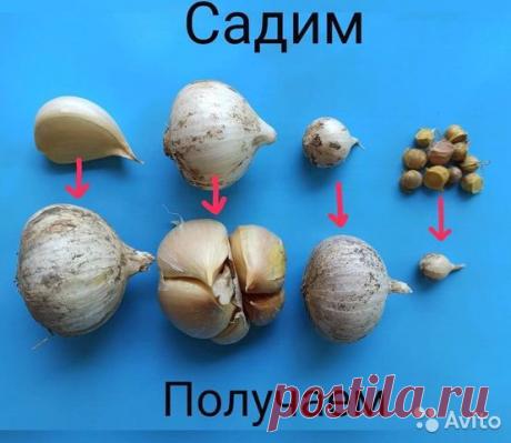 Комплект Рокамболь - на пасадку купить в Красногорске | Товары для дома и дачи | Авито