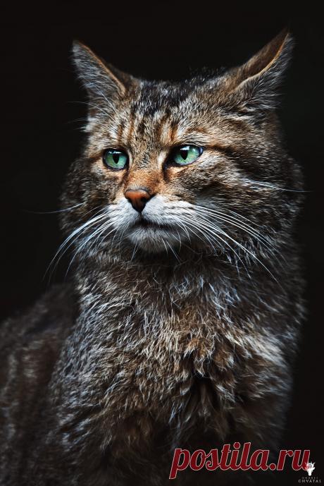 Фото Кошка на черном фоне, страница