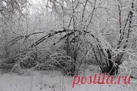 Склонилось дерево...