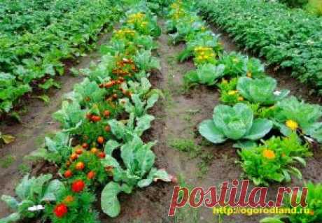 Календула (ноготки). Выращивание.