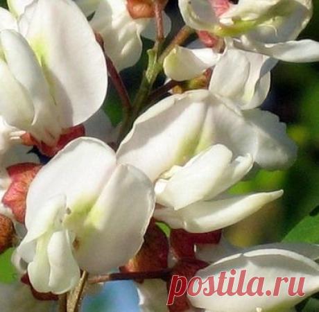 Как вылечить многие женские болезни, варикоз и убрать морщины при помощи белой акации+рецепты