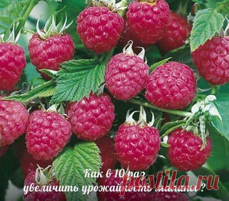 Как получать супер-урожаи малины, смородины, крыжовника, вишни?