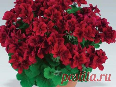 Как обрезать герань на зиму (осенью), когда правильно прищипывать, чтобы она цвела, формирование кроны + фото и видео