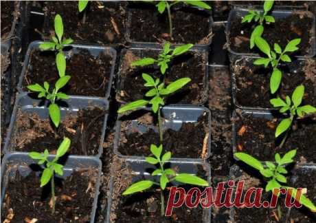 УХОД ЗА РАССАДОЙ ПОМИДОР ПОСЛЕ ПИКИРОВКИ (сохраните в закладки)
Сразу после пикировки рассаду помидор необходимо обильно полить и поставить в прохладное влажное место вдали от прямых лучей солнца.
Спустя пару-тройку дней, когда саженцы укоренятся, рассаду следует снова вернуть на подоконник.
По мере роста рассада нуждается в большем пространстве, поэтому через 3 – 3,5 недели после первой пикировки, в случае необходимости, томаты пересаживают из маленьких стаканчиков в бо...
