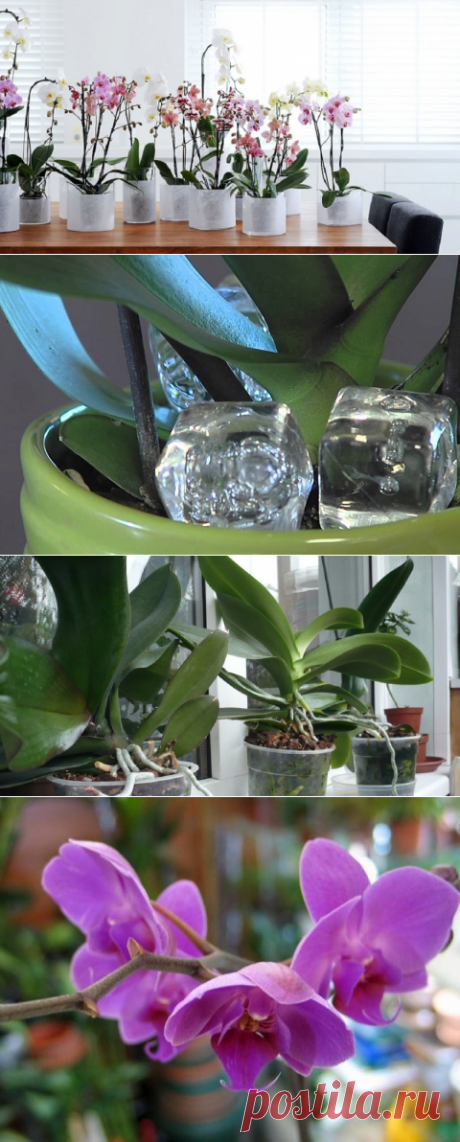 Она поместила в горшок с орхидеей кубики льда. Через неделю произошло чудо!