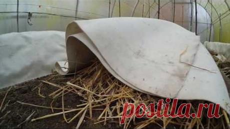 Рекомендации по укрытию винограда на зиму Север Беларуси 2017