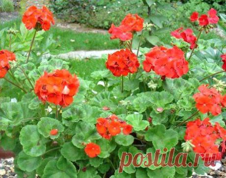 Полезные комнатные растения обладают уникальными целебными и полезными свойствами