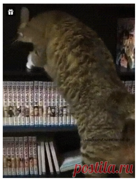 "Понаклали тут своей манги. Котику прилечь негде!"