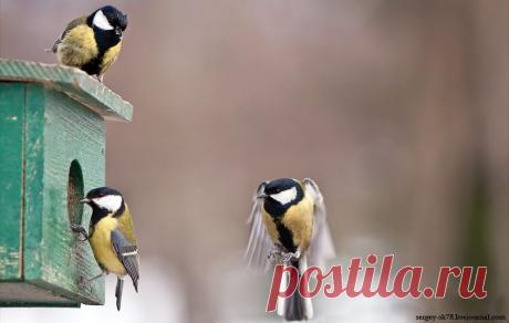 Синица большая