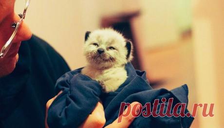 «В подвале, среди барахла и картонок, у серенькой кошки родился котёнок…» – Фитнес для мозга