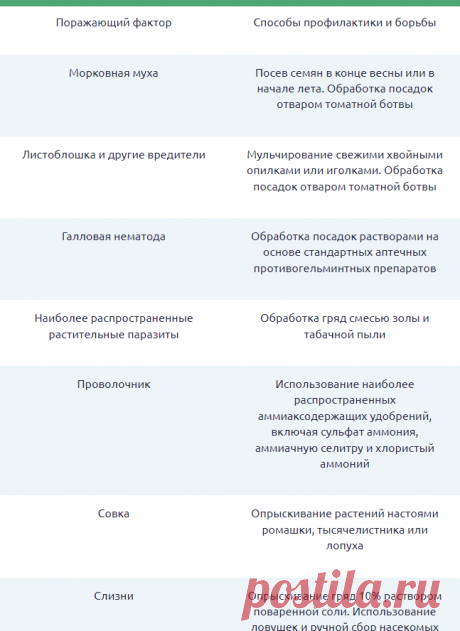 Морковь Амстердамская: особенности сорта, защита от вредителей и болезней, народные средства, советы по уходу, отзывы