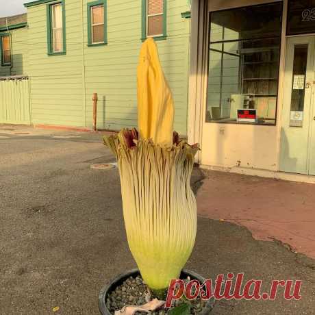 Dear Pancake Greeting Cards в Instagram: «Got to meet this blooming corpse flower yesterday. A cool stinky rarity. . . . . #corpseflower #exoticplants #colorpalette…» 65 отметок «Нравится», 14 комментариев — Dear Pancake Greeting Cards (@dearpancakecards) в Instagram: «Got to meet this blooming corpse flower yesterday. A cool stinky rarity. . . . . #corpseflower…»