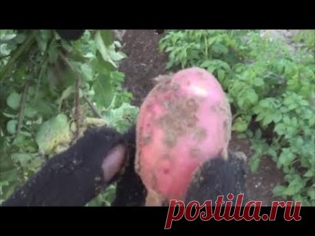 Картофель Взрывной: описание сорта, фото, отзывы