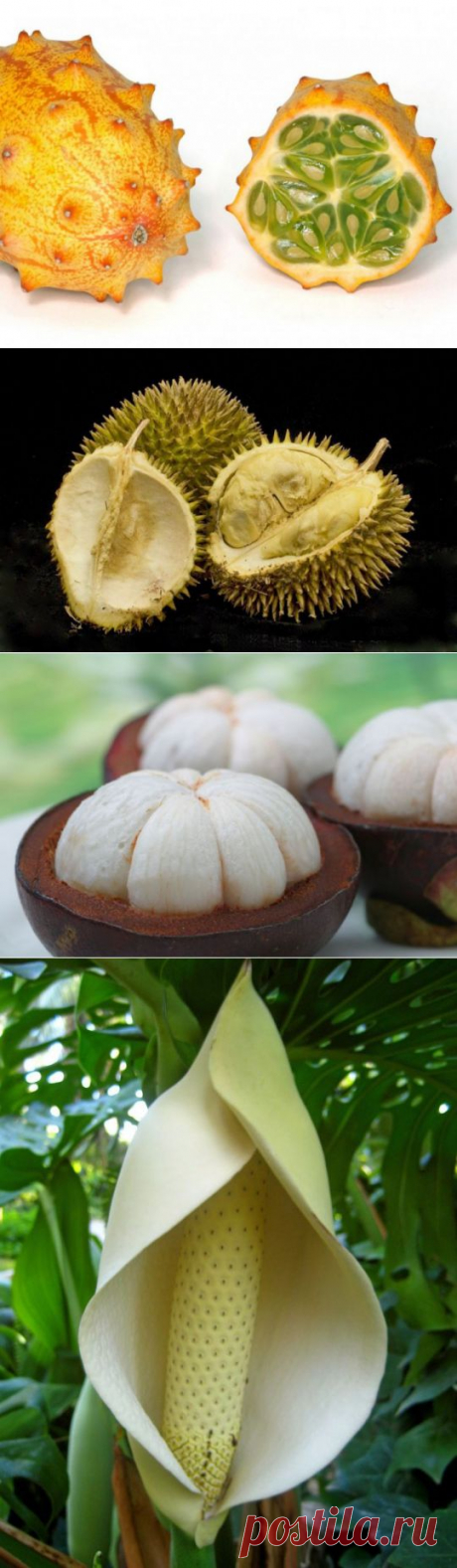 Диковинные и редкие экзотические фрукты | Среда обитания